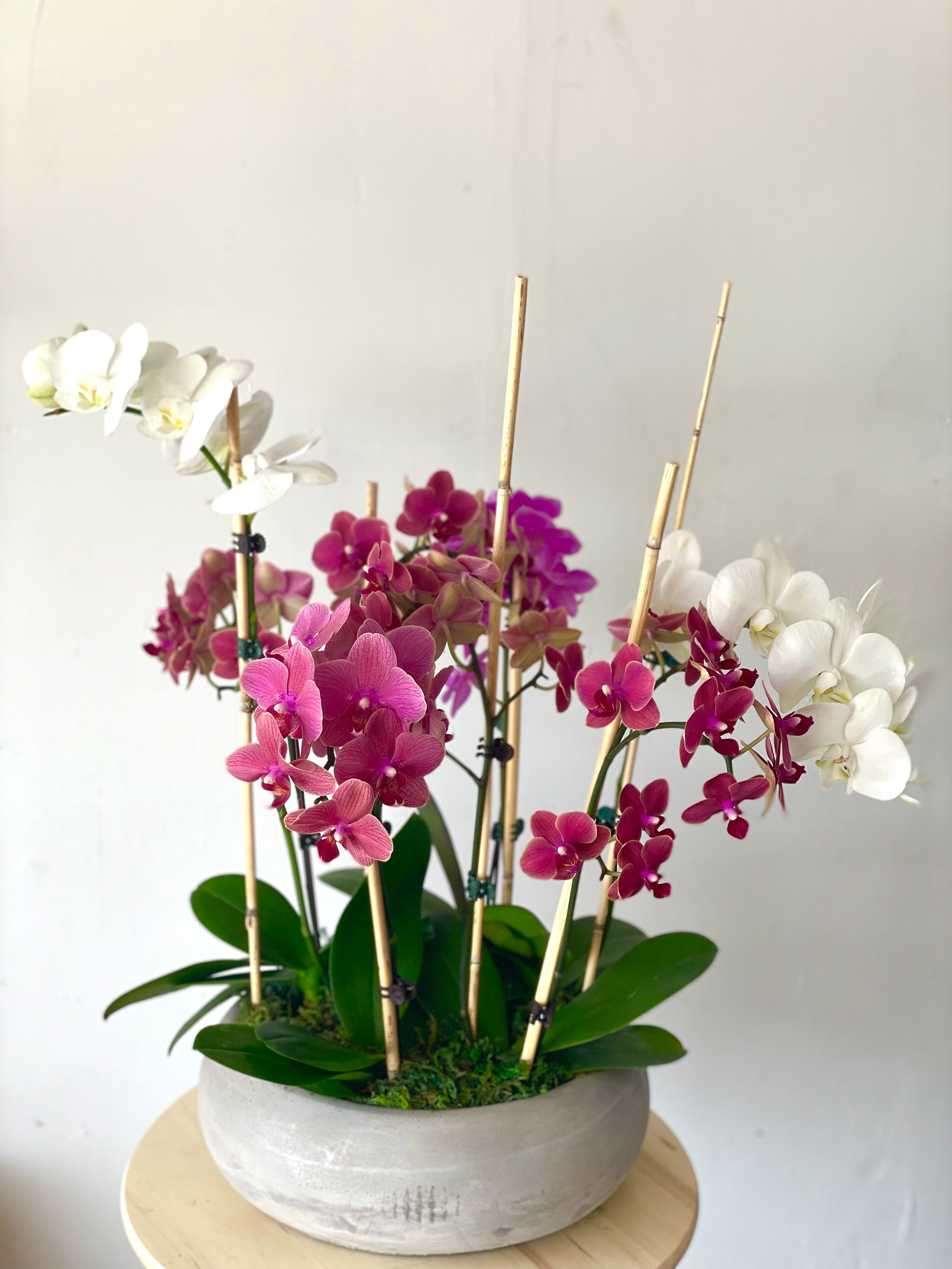 Luxury Orchids Garden Arrangement
