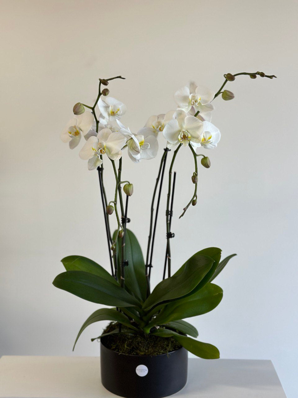 Luxury Orchids Garden Arrangement