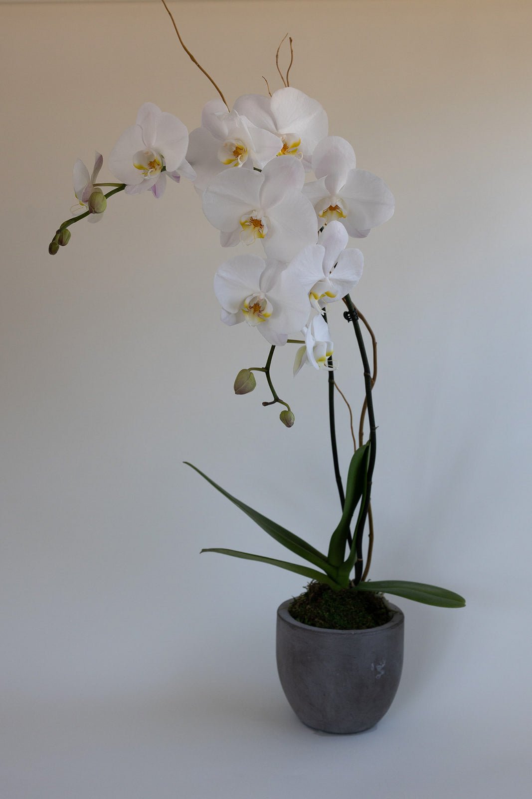 Deluxe Single stem Orchid