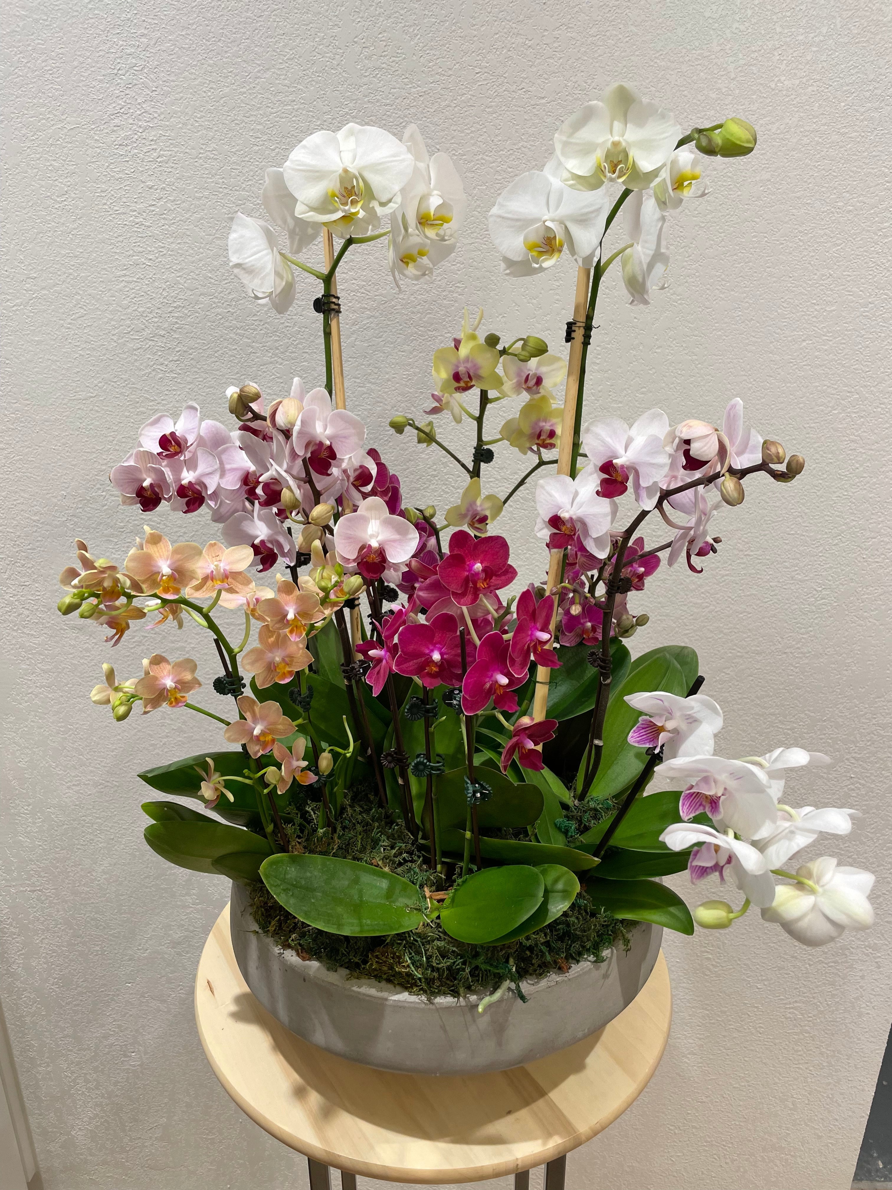 Luxury Orchids Garden Arrangement