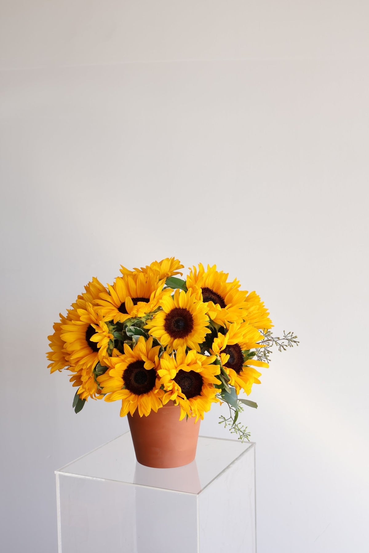 Sunflower Radiance arrangement
