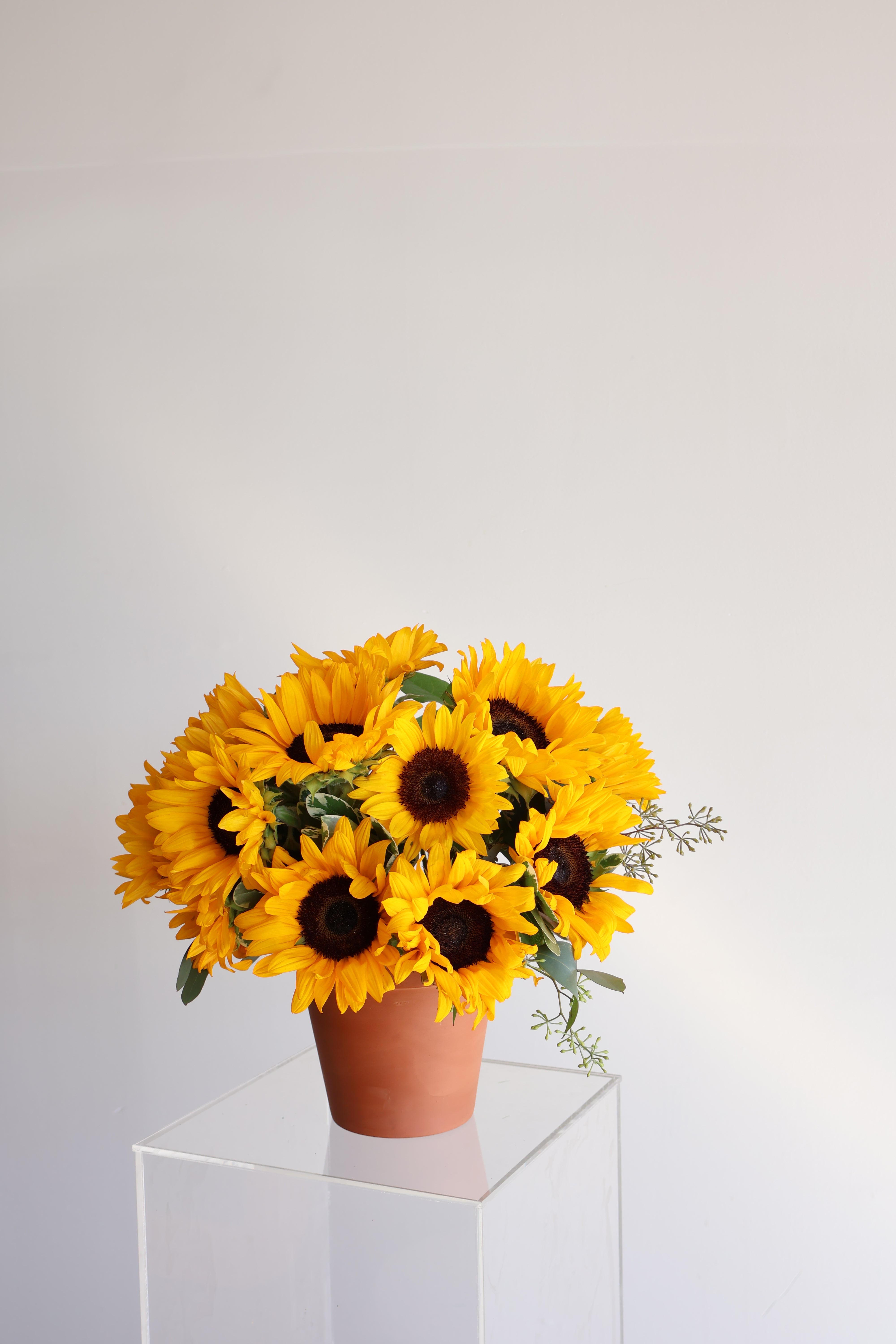 Sunflower Radiance arrangement in Terracotta Pot