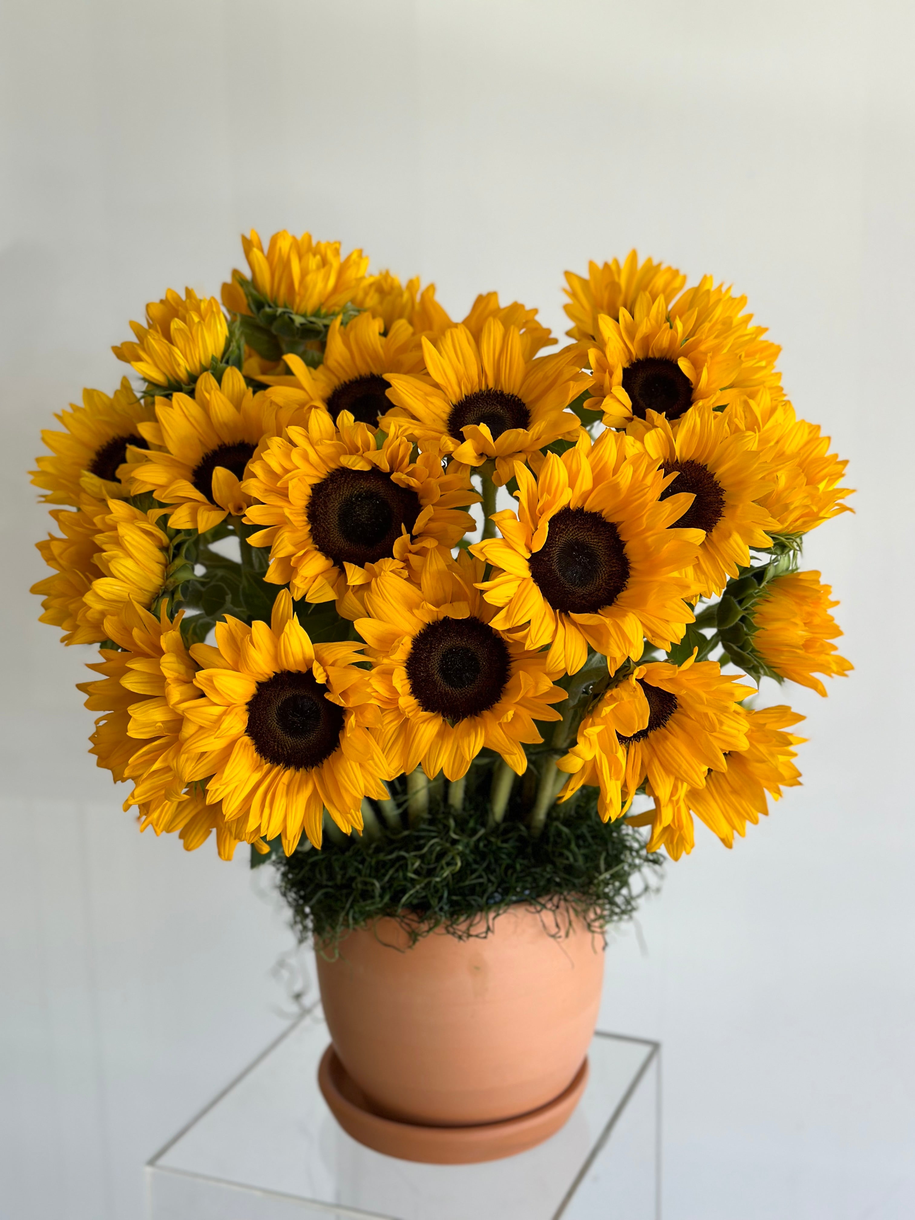 Sunflower Radiance arrangement in Terracotta Pot